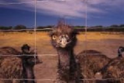 Fleurieau Halbinsel Emu-SA Flerieau Eme.jpg